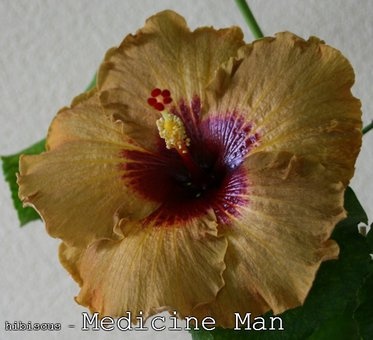 Гибискусы, хойи и фиалки, фотография 5