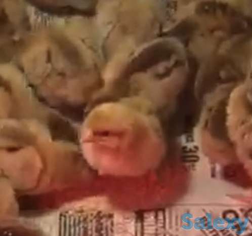 Продам Цыплят, фотография 1