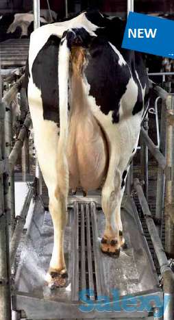 Гидродинамическая ванна для обработки копыт, фотография 2