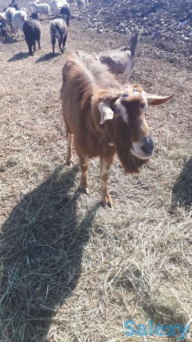 Осеменение. Молочные породы. Козы., фотография 7