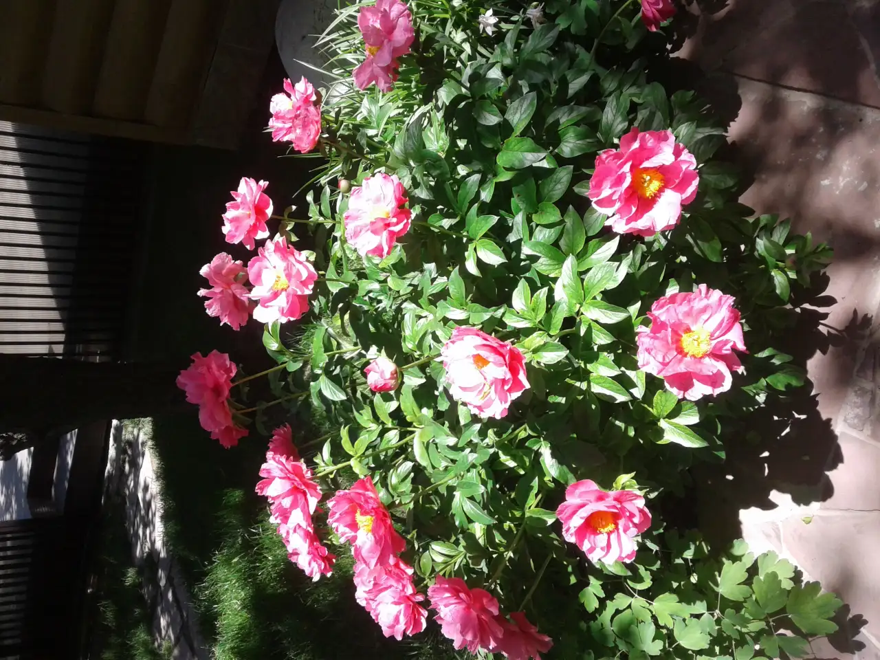 Садовые деревья цветущие и ягодные кустарники цветы многолетки, фотография 10