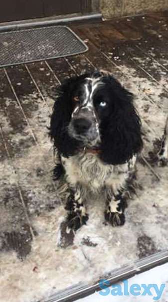 Русский охотничий спаниель, фотография 1