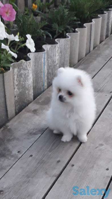 Белоснежые шпицы, фотография 4