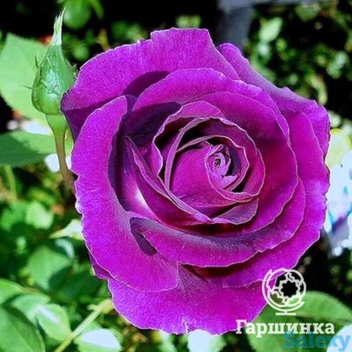 Роза мистерьез, дорье, фотография 1