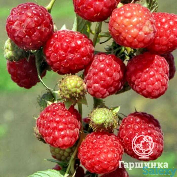 Малина Зоренька Алтая, фотография 1