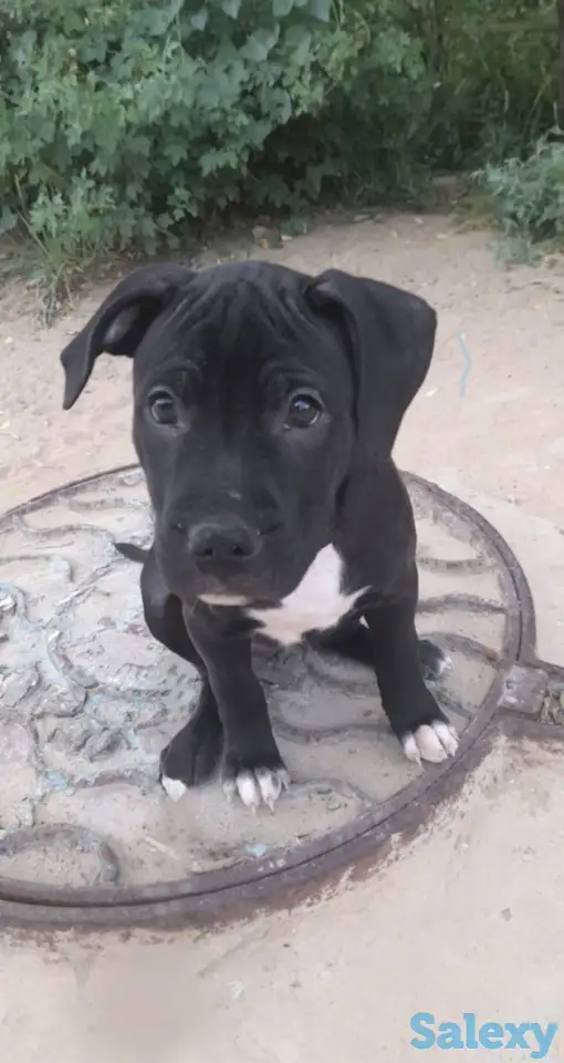 Пита, фотография 1