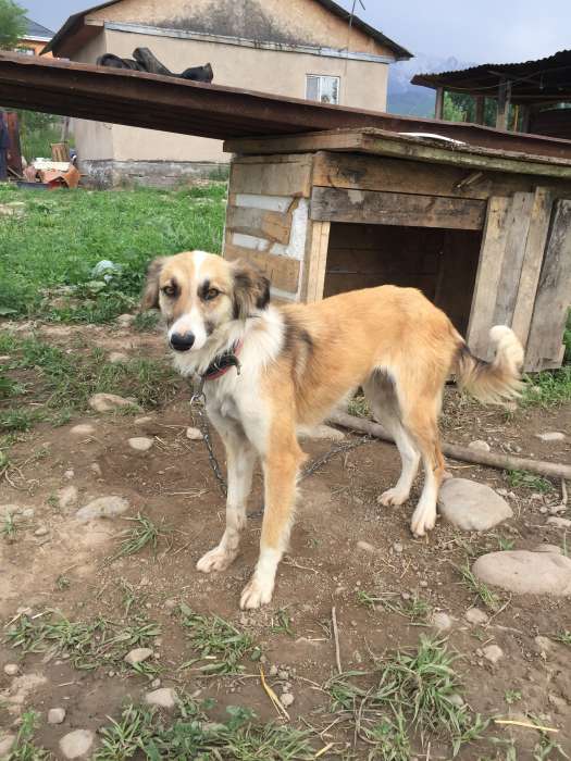 Собаки из приюта  свет надежды, фотография 5