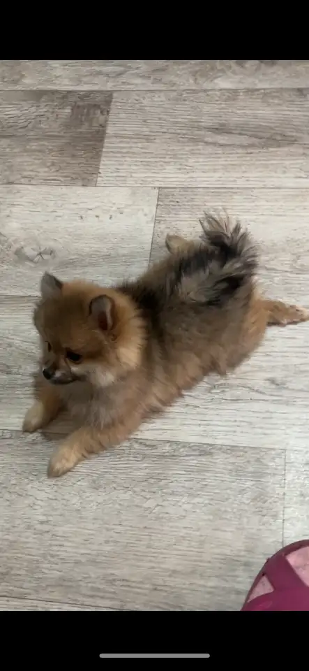 Продам щенят, померанский шпиц с вет.паспортом, фотография 2