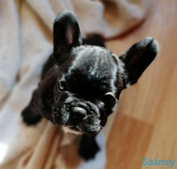 Французские бульдоги, фотография 5