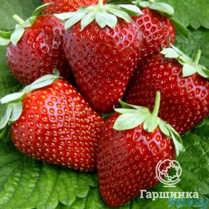 Семена Клубника Лоран F1, фотография 1