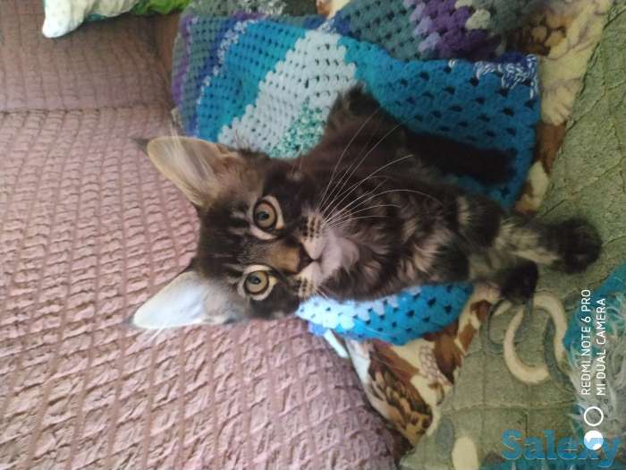 Продам котят, фотография 1