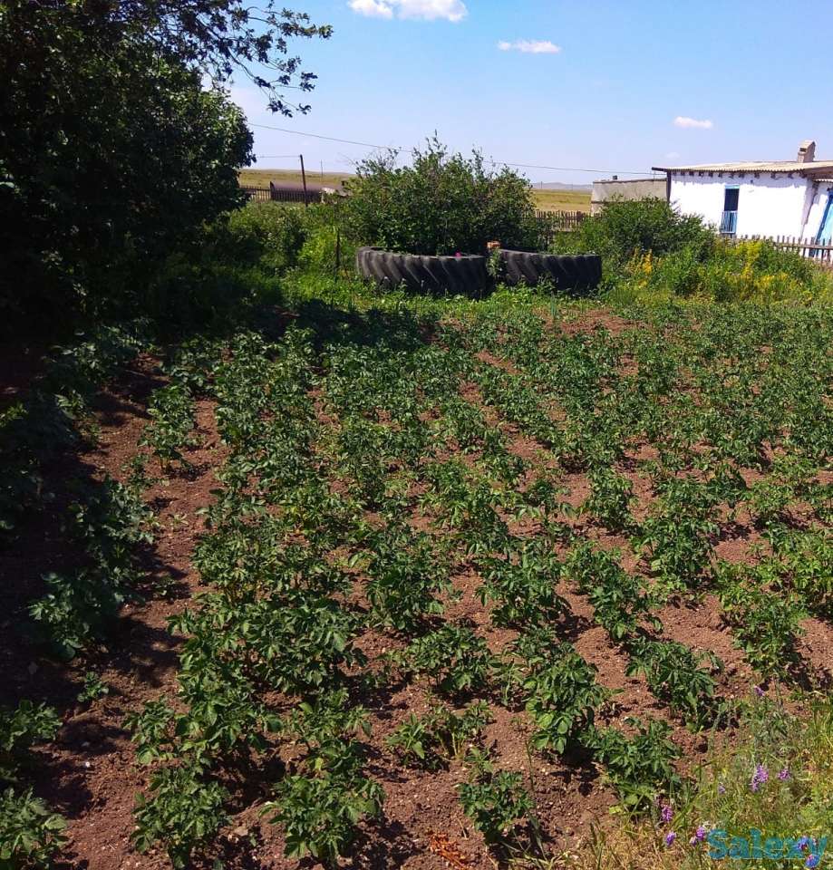 Крестьянское хозяйство, Карагандинская область, Осакаровский район, сАманконыр (с Дальнее), фотография 5