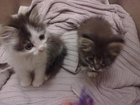 отдам котят в хорошие руки, фотография 5