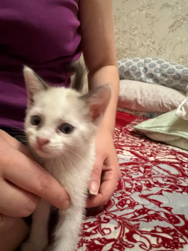 Отдам котят в хорошие руки, фотография 7