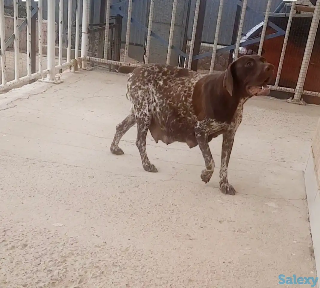 продам щенков, порода курцхаар, фотография 10