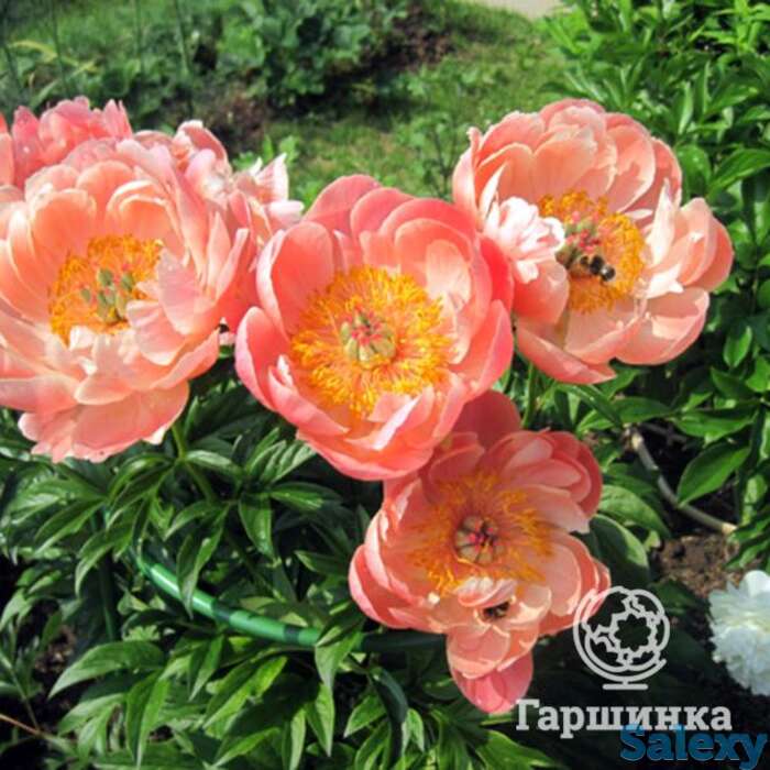 Пион корал суприм, фотография 1