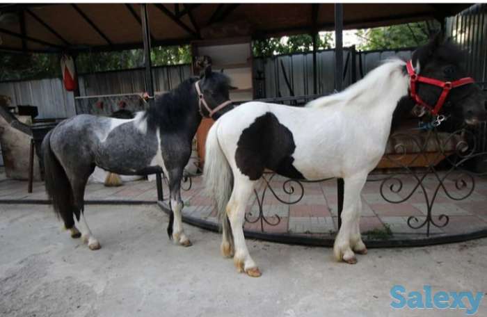 Продам пони, фотография 1