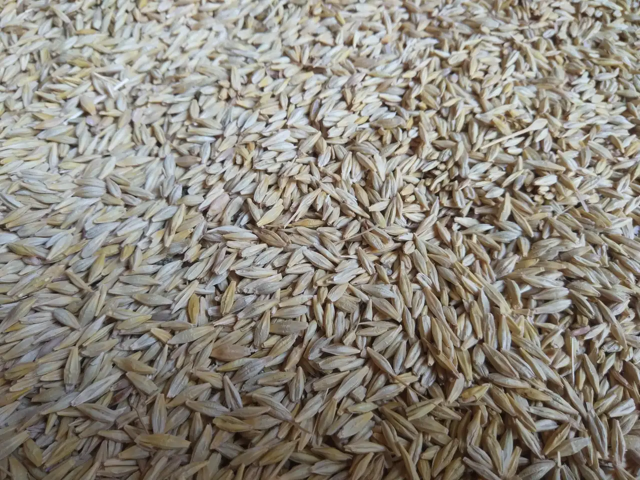 Продаю Ячмень Сорт Атлин Канадский В Меркенском районе, фотография 15