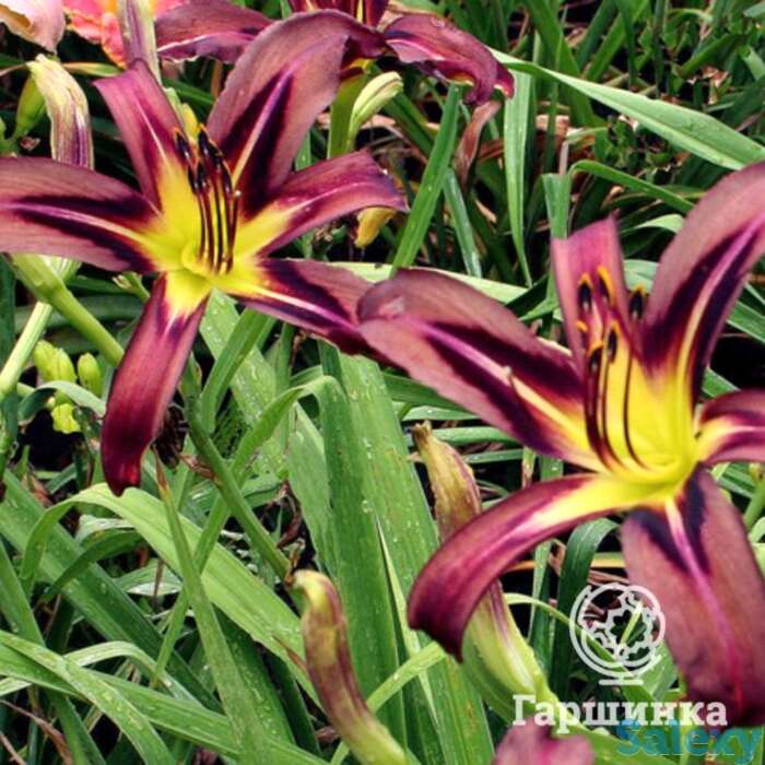 Лилейник-спайдер Блэк Эрроухэд, фотография 1