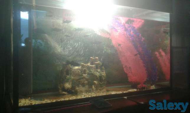 Продам аквариум с рыбками, фотография 1