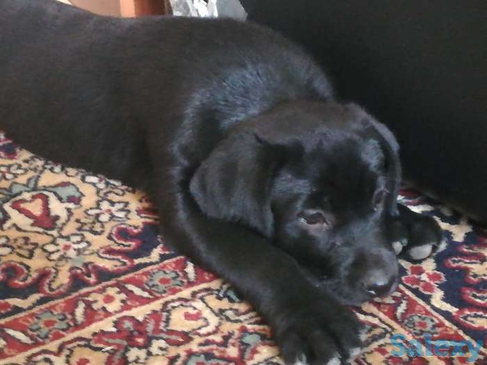 Щенки лабладор, фотография 1