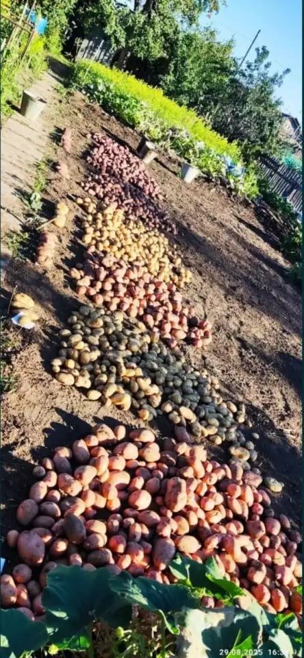 Продам дачу Темирязево 5 линия, фотография 7