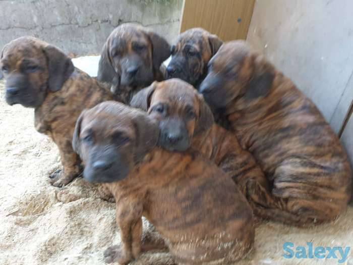 Бразильский мастиф, фотография 6