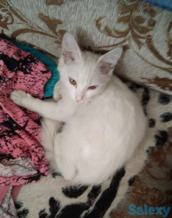 Отдам котёнка, фотография 2