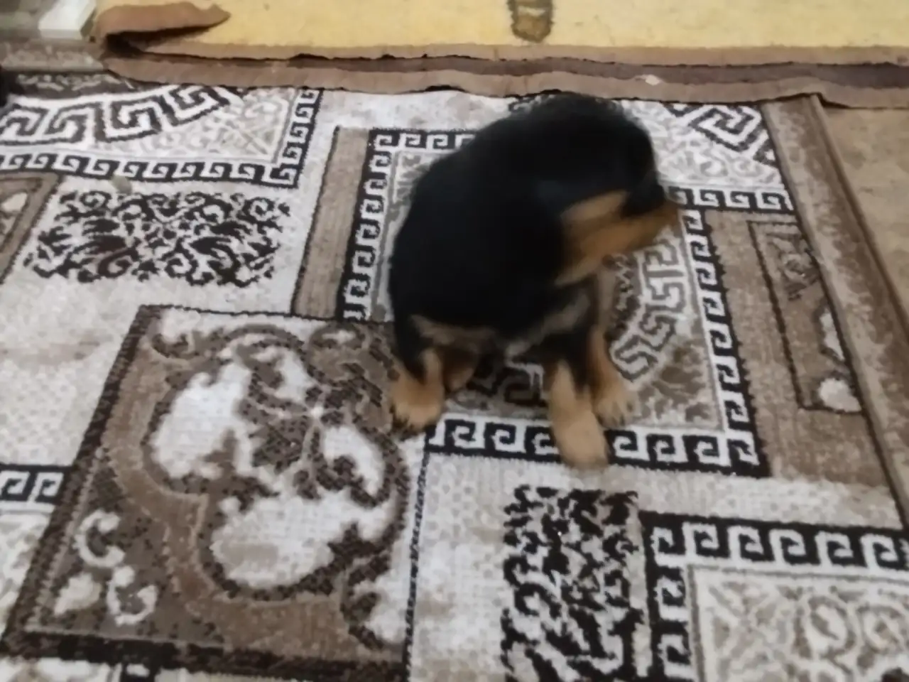 Продам, фотография 4