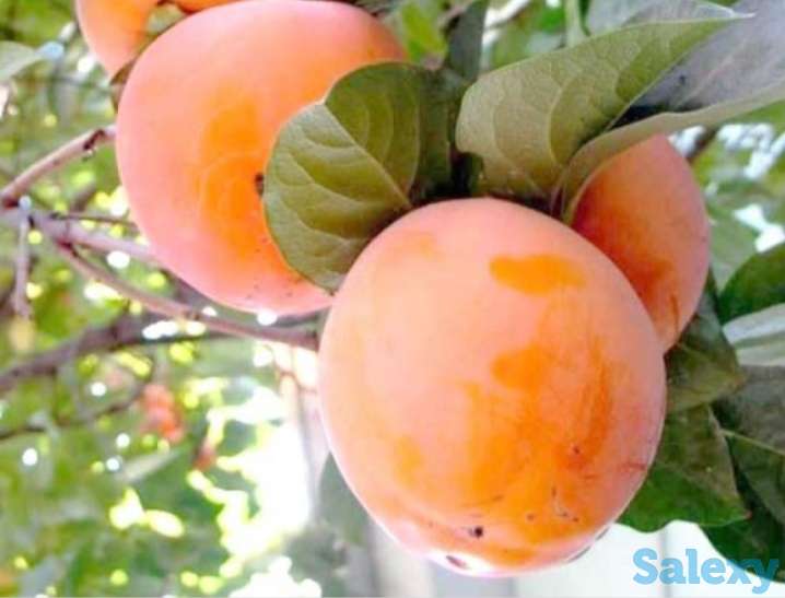 Саженец хурмы 