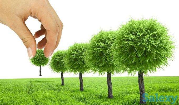 Озеленение и Благоустройство территорий любой сложности!, фотография 2