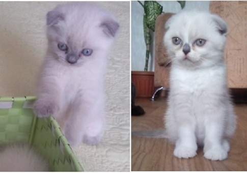 Продаются котята, фотография 1