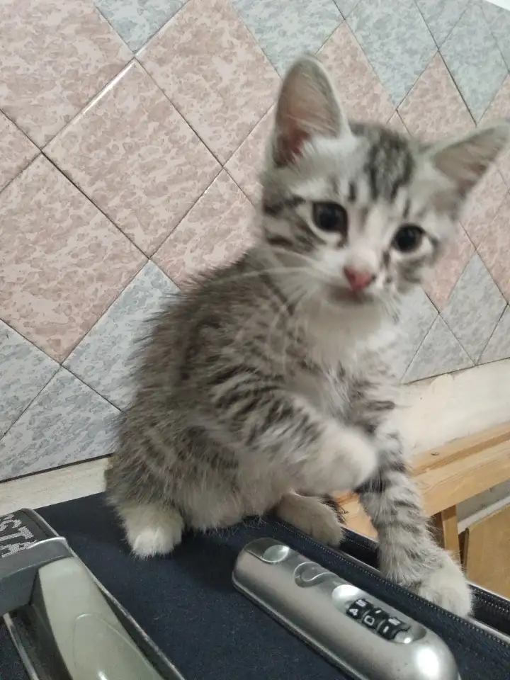 Отдам котят, фотография 1