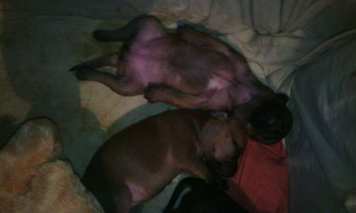 собачку срочно, фотография 3