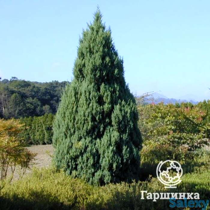 Можжевельник китайский Стрикта, фотография 1