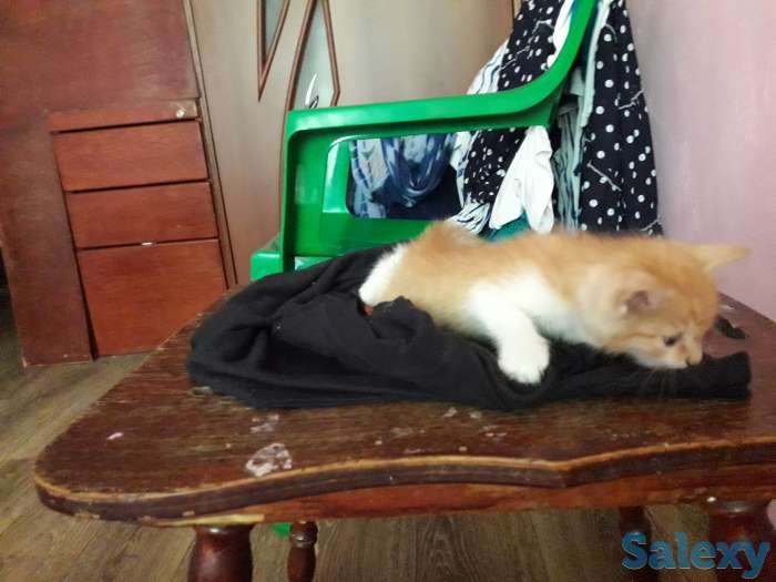 Отдам в добрые руки 1 месячного рыжего котёнка., фотография 8