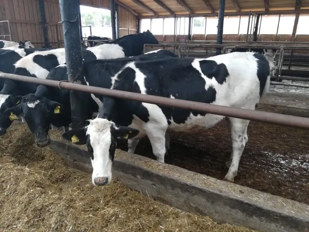 Телки Нетели племенные чистопородные, фотография 3