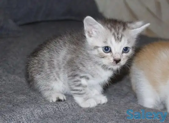 Котята в добрые руки, фотография 3