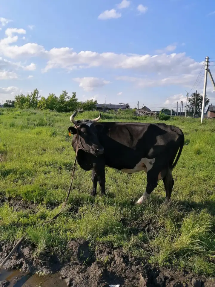Продается корова!, фотография 1