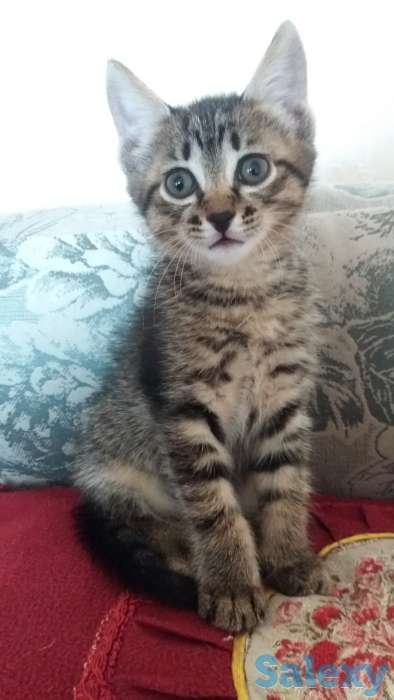 Отдам котят, фотография 1