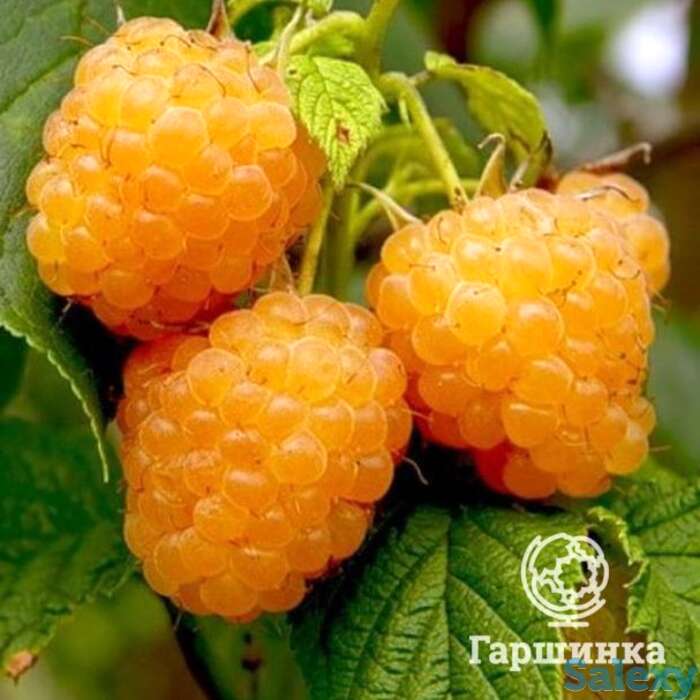 Малина Желтый гигант, фотография 1