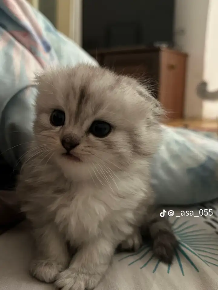 Шотландские чистокровные котята, котенок  редкие окрасы, фотография 2