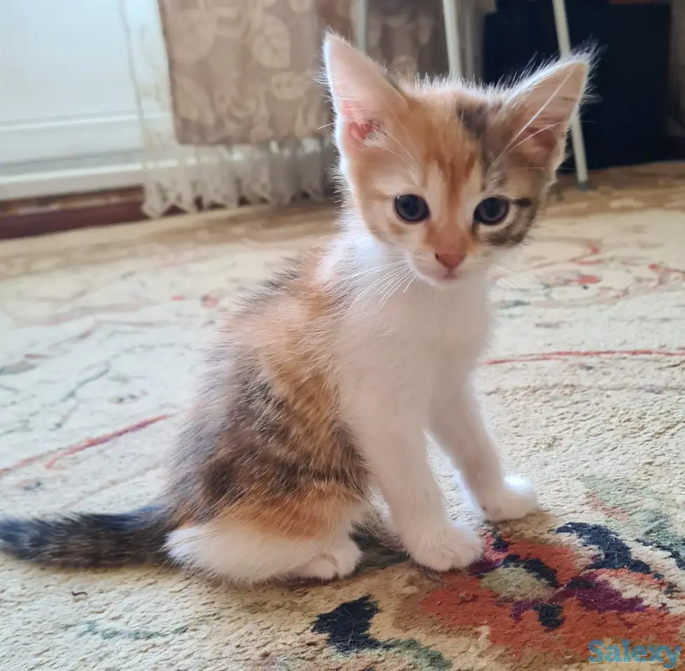 Милый котенок ищет хозяина, фотография 1