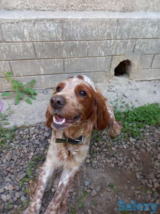 Продам недорого за 4000, фотография 2