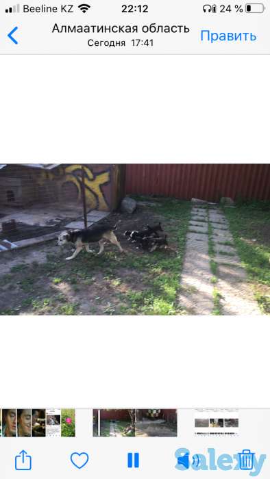 Отдам щенков, фотография 1