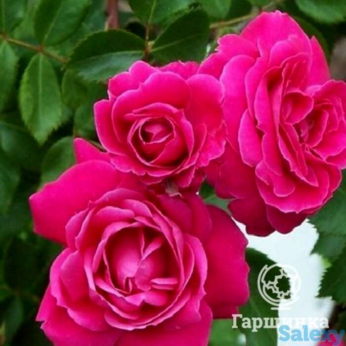 Роза александр маккензи канадская парковая п/с, фотография 1