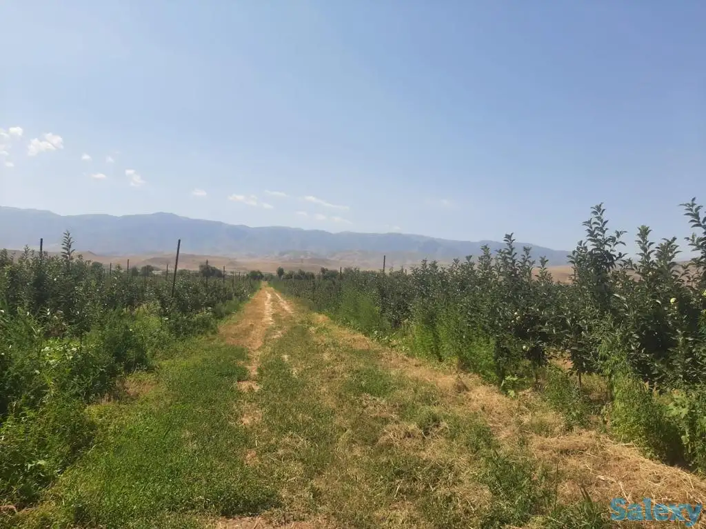 Плодоносящие интенсивный яблоневый и косточковый сады, фотография 3