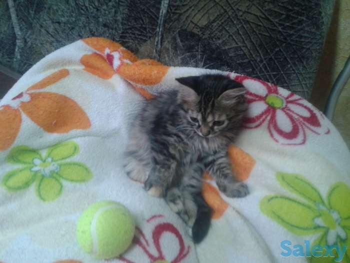 Отдам котят, фотография 5