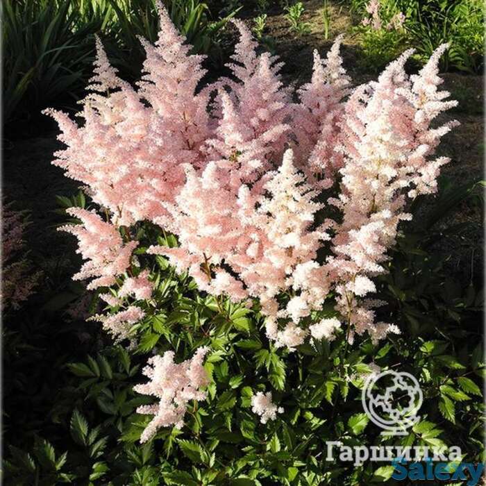 Астильба Юник Салмон, фотография 1