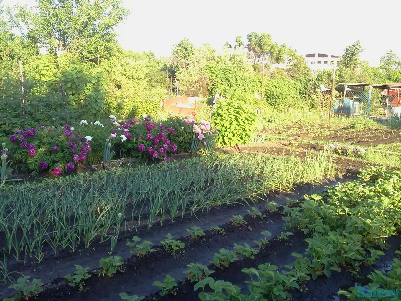 Садовый участок в ПСТ Локомотив в р-н рынка  Золотая чаша, фотография 5